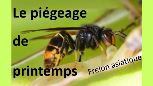 Réunion d information sur le piégeage des frelons asiatiques